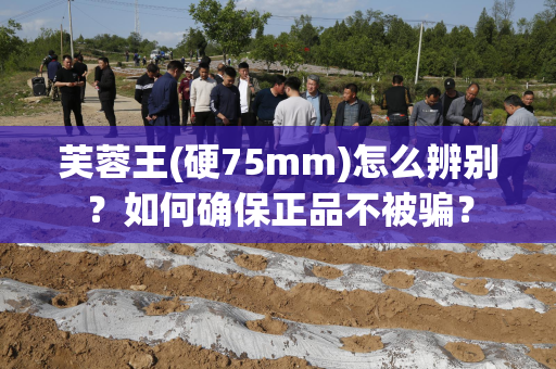 芙蓉王(硬75mm)怎么辨别？如何确保正品不被骗？